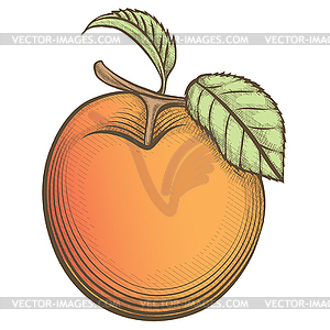 Engraving apricot in vintage style - vector image