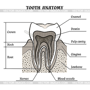 Зуб анатомии - иллюстрация в векторном формате