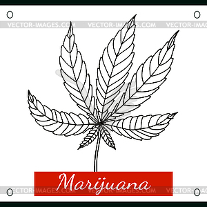 Sketch of marijuana  - vector image