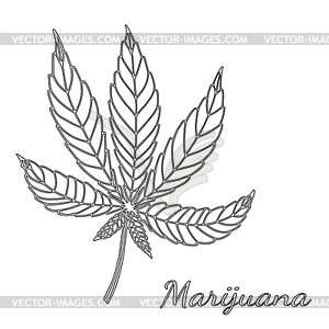 Sketch of marijuana  - vector image