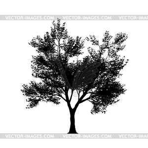 Tree silouette in high resolution - vector clipart