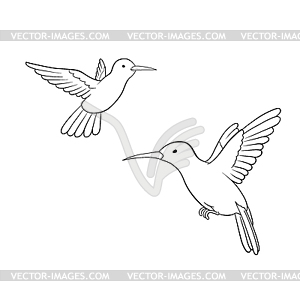 Colibri - vector clipart