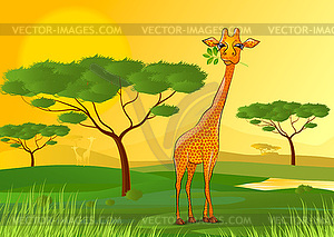 Giraffe eating leaves in Africa at sunset - vector image