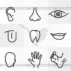 Set of icons Human body parts - vector clip art