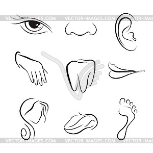 Set of icons Human body parts - vector image