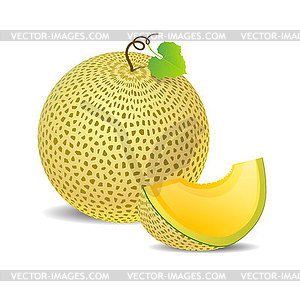 Ripe yellow melon and piece just - vector image