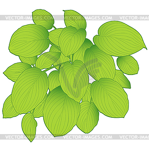 Green big leaves - vector image