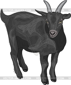 Black goat - vector clipart