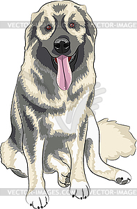 Caucasian Shepherd Dog - vector image