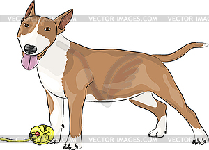 Бультерьер собака - изображение в векторе / векторный клипарт