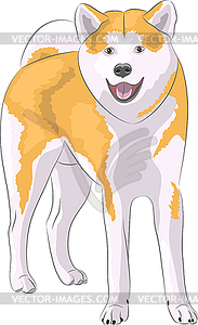 Dog breed Akita Inu - vector clipart