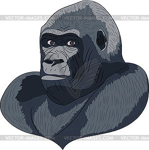 Vetor head gorilla - vector image