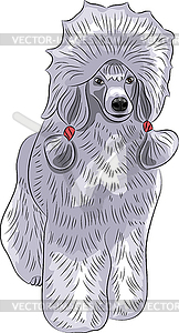 Blue poodle - vector clipart