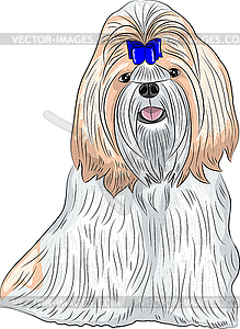 Dog breed Shih Tzu - vector clip art