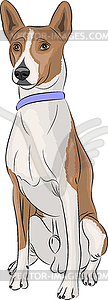 Basenji - vector clipart