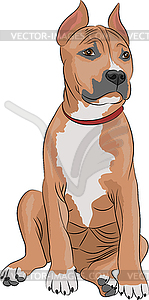 American staffordshire terrier - vector clipart