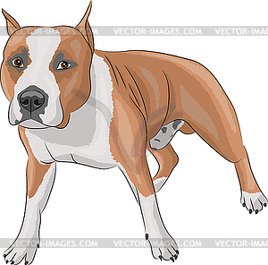 American staffordshire terrier - vector image