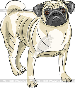  Pug dog breed - vector image