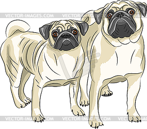  Pug dog breed - vector image