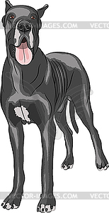  Great Dane - vector clipart