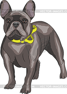 French bulldog - vector clipart