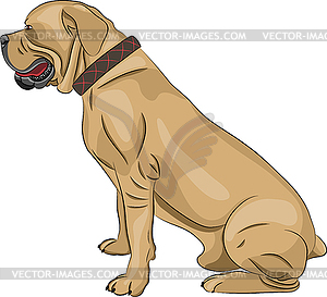 Boerboel - vector image