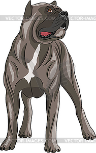  Cane Corso - royalty-free vector clipart