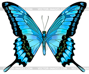 Beautiful blue butterfly - vector image