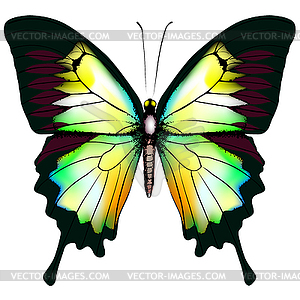 Butterfly - royalty-free vector clipart