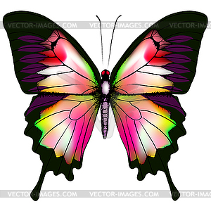 Butterfly - vector image