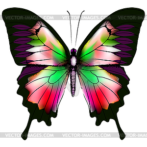 Butterfly - vector EPS clipart