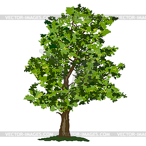 Summer tree - vector image