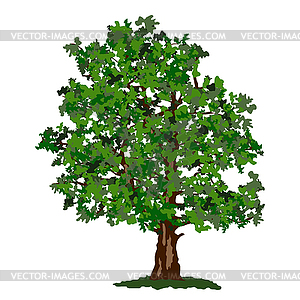 Summer tree - vector image