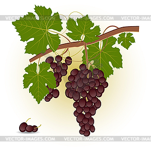 Red grape branch - vector image