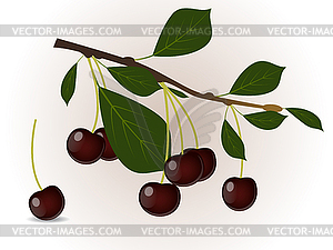 Dark cherry - vector clipart