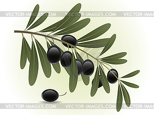 Black olive branch - vector image
