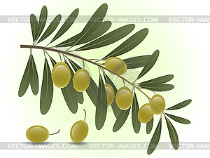 Green olive branch - vector clip art