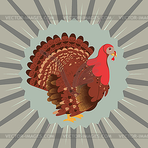 Cartoon Turkey Bird - vector clipart