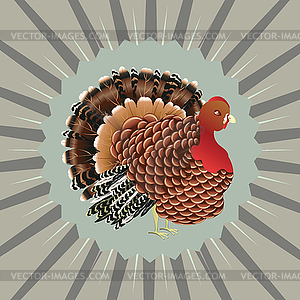 Мультяшный Турция Птица - векторный клипарт
