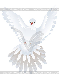 Белый голубь - клипарт в векторе