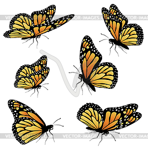 Orange Monarch Butterfly - vector image