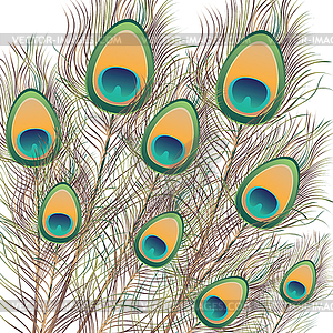 Peacock Feathers - vector image