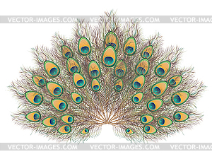 Peacock Tail - vector clipart