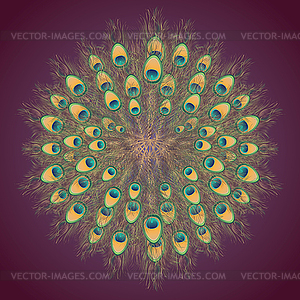 Peacock Tail - vector image