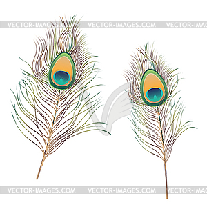 Peacock Feathers - vector clipart