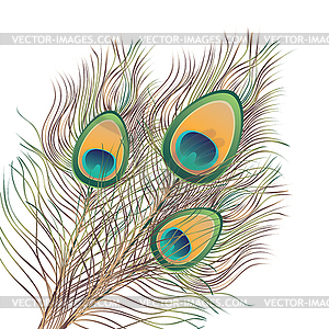 Peacock Feathers - vector clipart