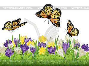 Crocus in Grass - vector clipart