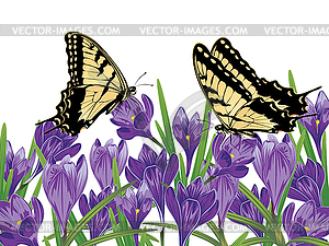 Purple Crocus Flowers - vector image