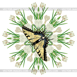 White Crocus Flowers - royalty-free vector image