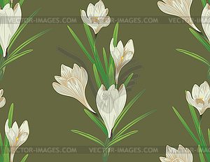 White Crocus Flowers - vector clip art